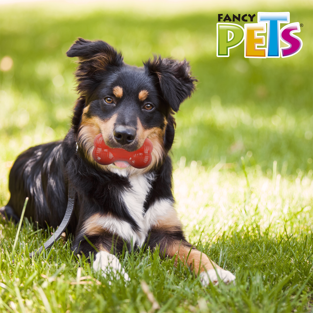 Fancy Pets Xtreme Juguete Forma de Hueso para Perro Tamaño Mediano