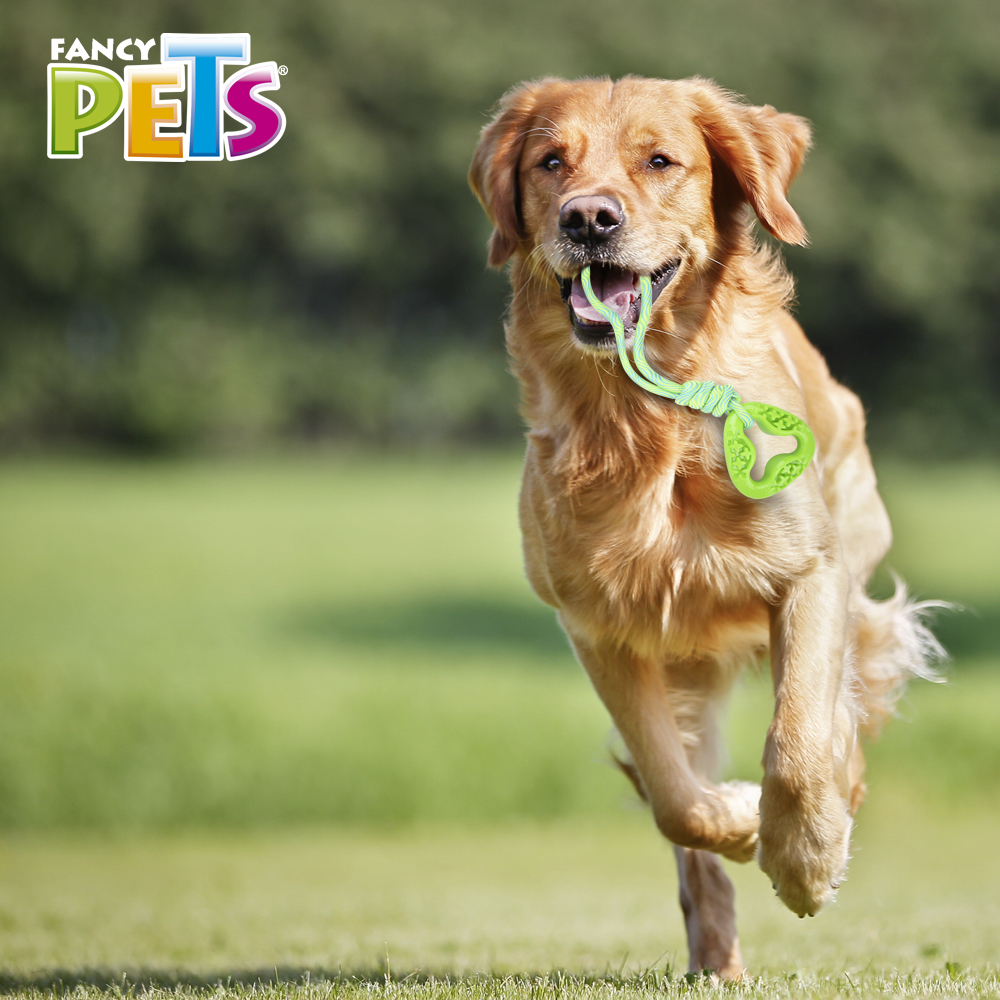 Fancy Pets Juguete Pull Eslabón con Cuerda para Perro