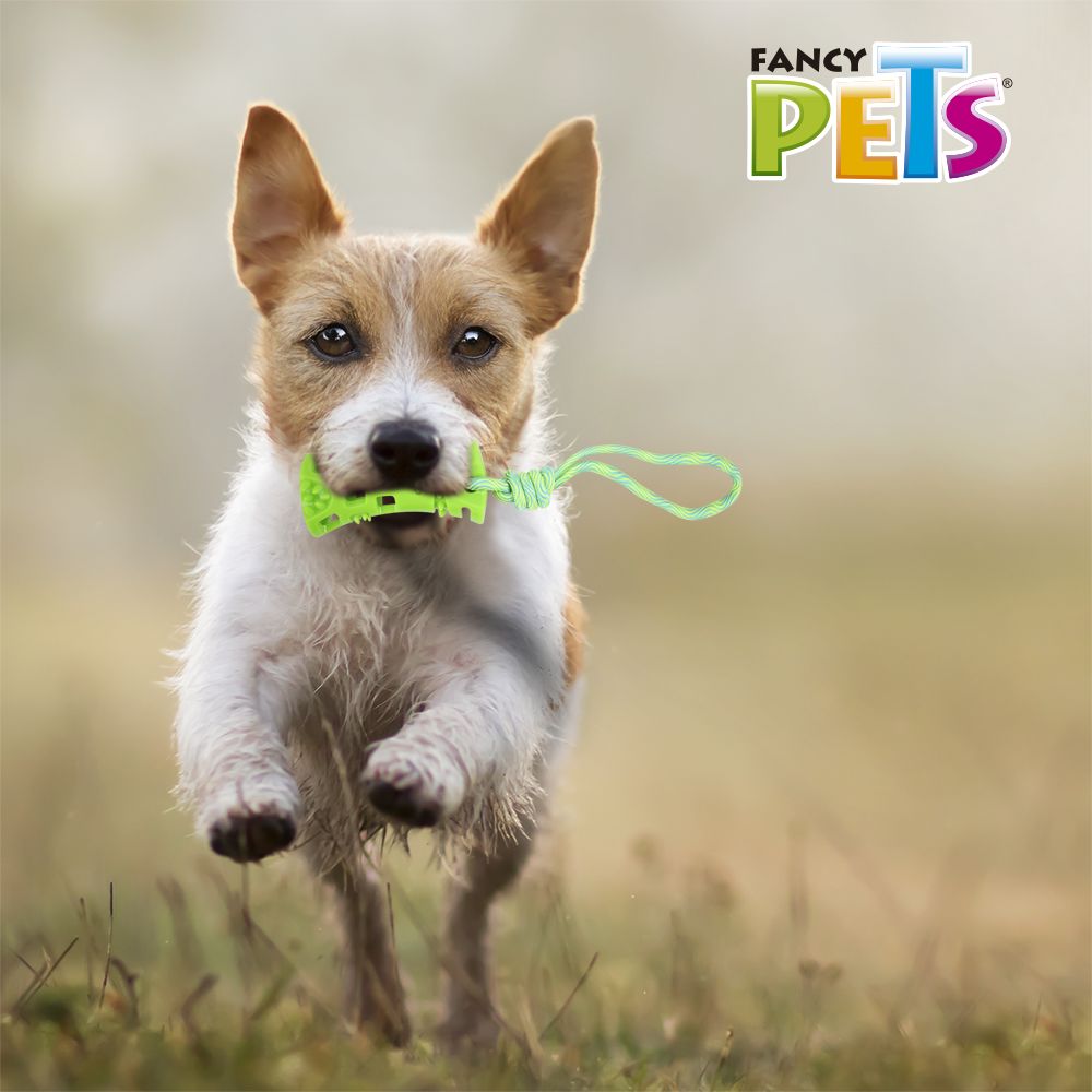 Fancy Pets Juguete Pull Hueso con Cuerda para Perro