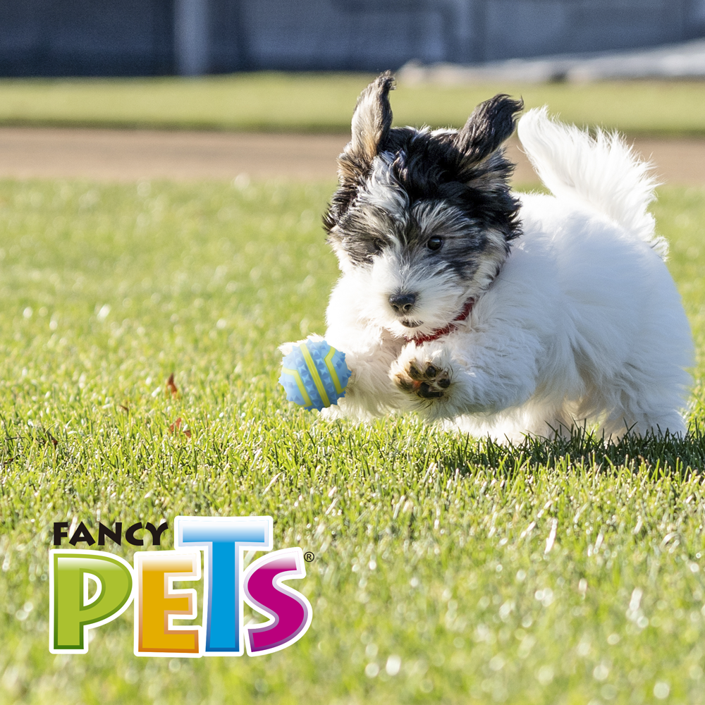 Fancy Pets Pelota Fetch Spiky Color Azul Tamaño Chico para Perro