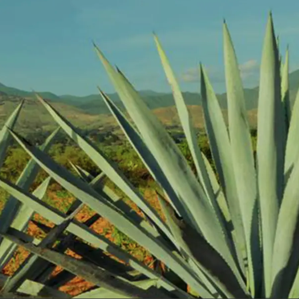 Doña Refugio Mezcal Arroqueño 750 Mililitros