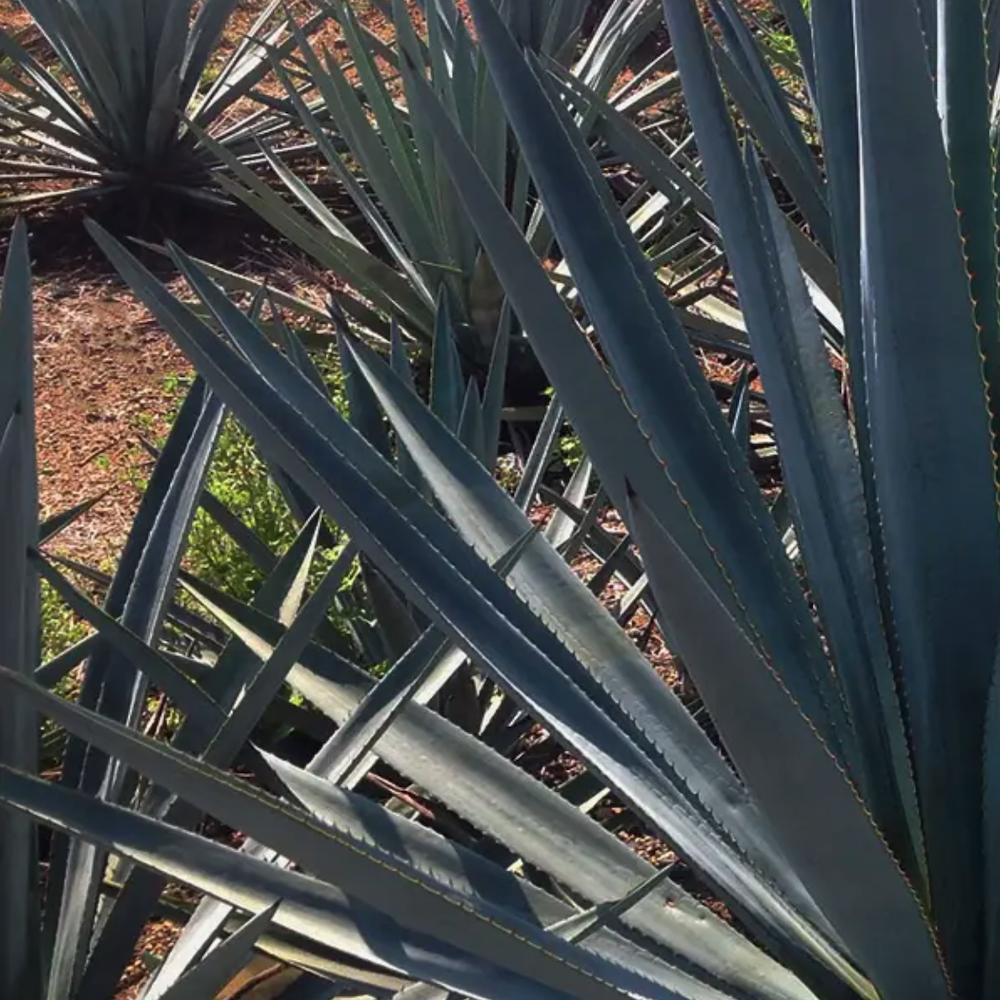 Doña Refugio Mezcal Espadín  750 Mililitros