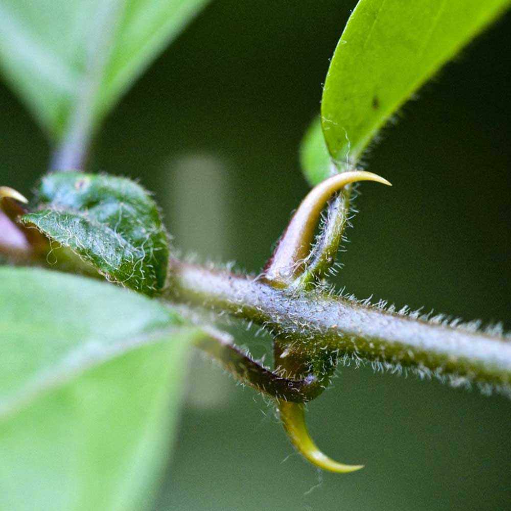 Uña de gato en Cápsulas, Orgánica (100 Caps de 500mg)