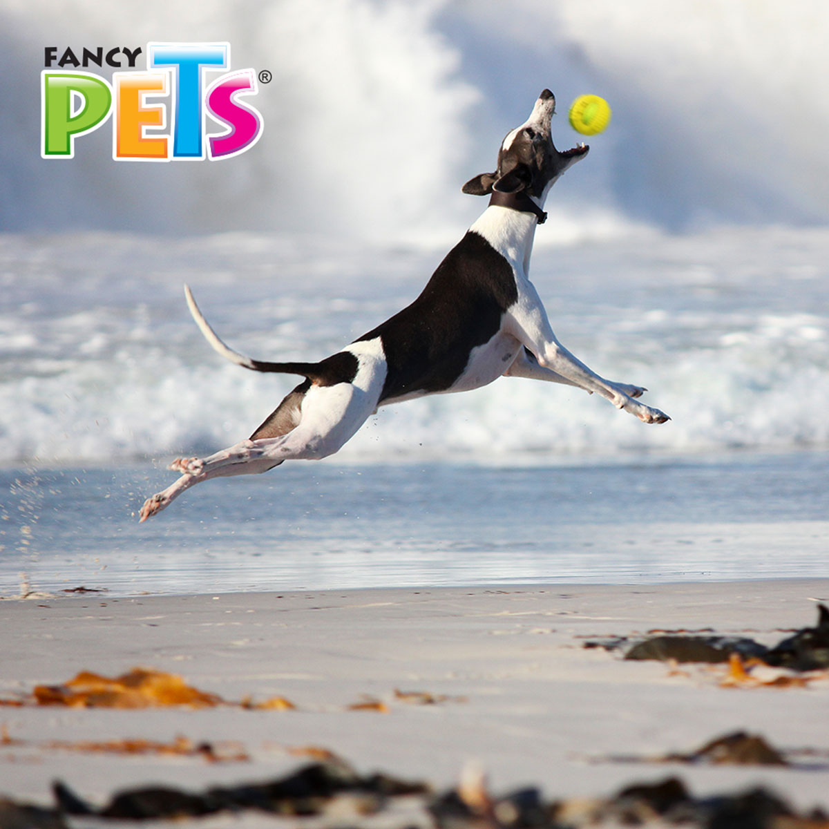 Fancy Pets Juguete Chew Geobola para Perro