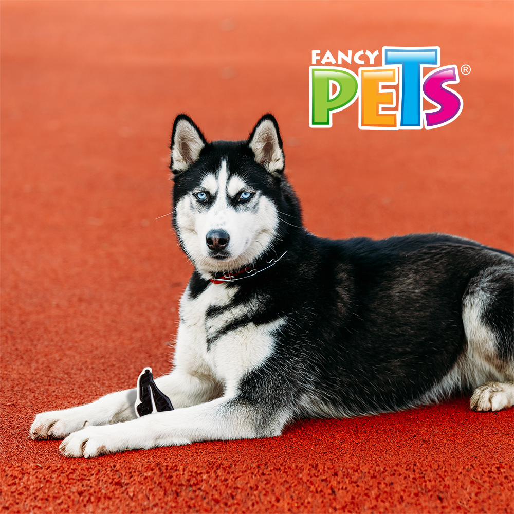 Fancy Pets Juguete Dental en Forma de Filete con Sabor Carne Tamaño Mediano para Perro