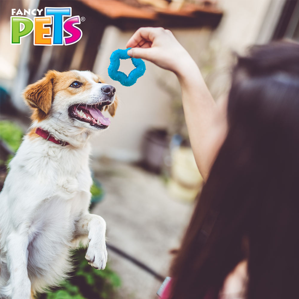 Fancy Pets Juguete Mordedera para Perro en Forma de Estrella