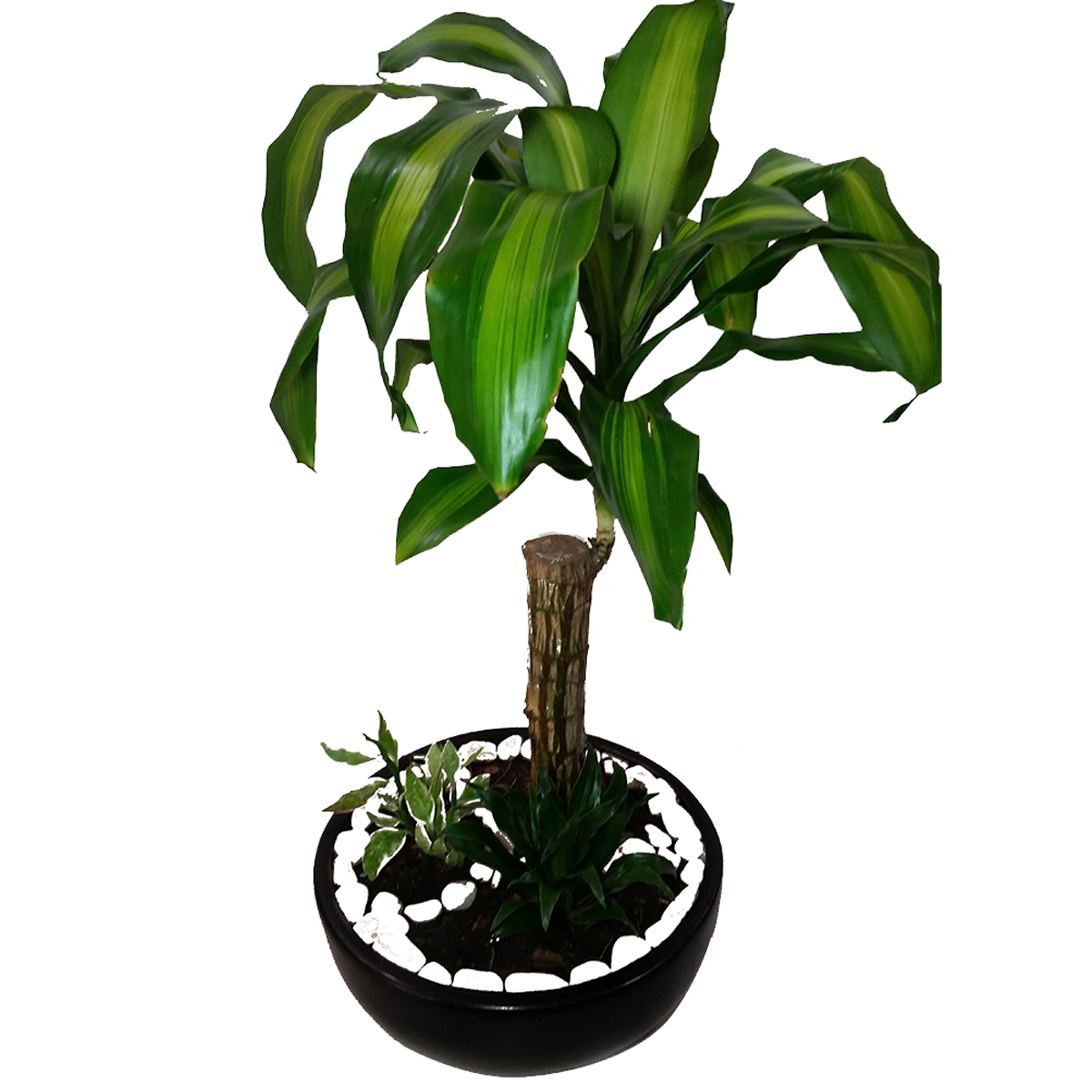 Maceta de fibra de vidrio modelo Luna Mediana  chocolate*