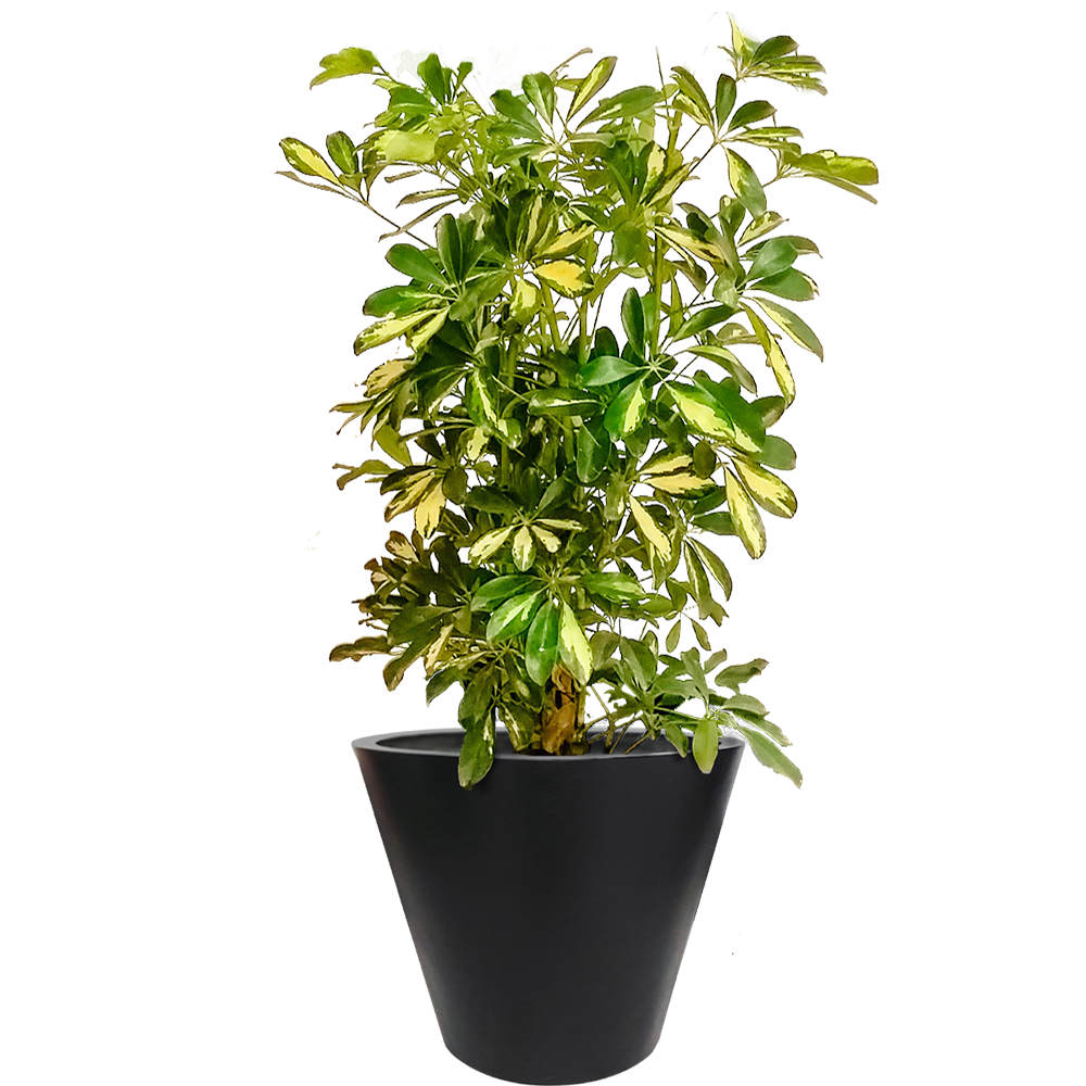 Maceta de fibra de vidrio modelo Glass Mediano chocolate*