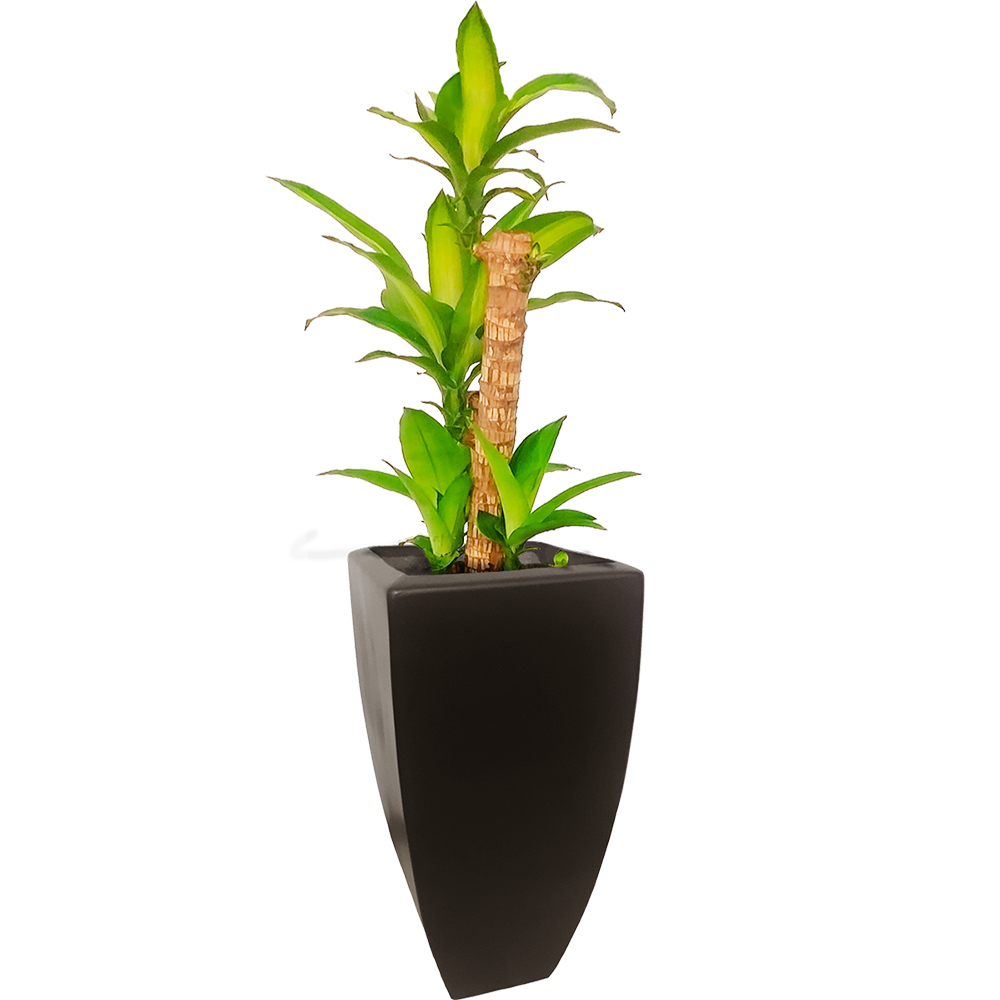 Maceta de fibra de vidrio modelo Sonora Grande  chocolate*