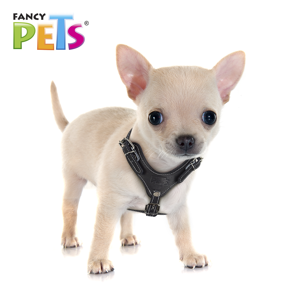 Fancy Pets Xtreme Pechera de Piel para Perro Talla 0 Color Negro
