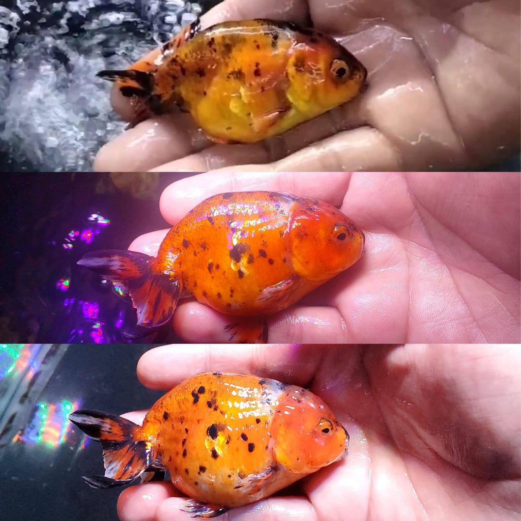 Alimento para peces Taka Taka vega