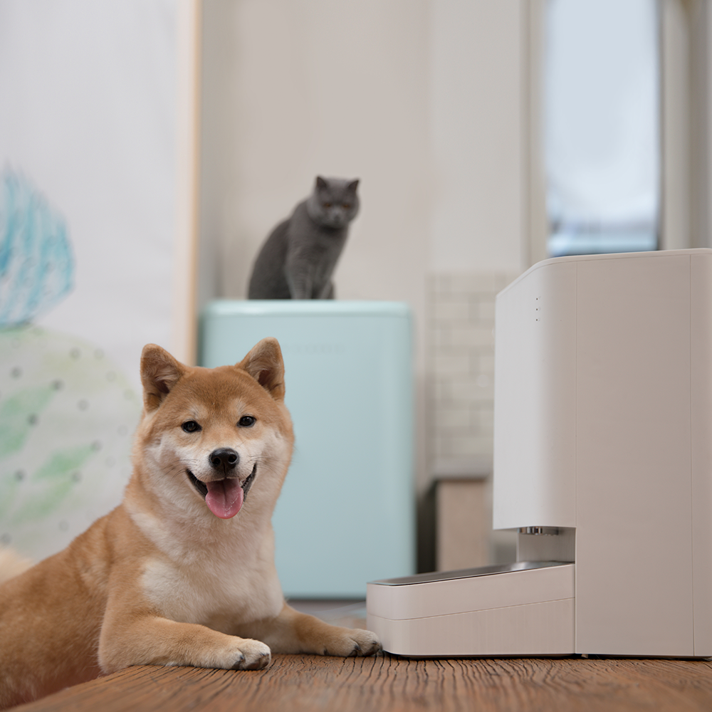 Comedero Inteligente Xiaomi Smart Pet Food Feeder