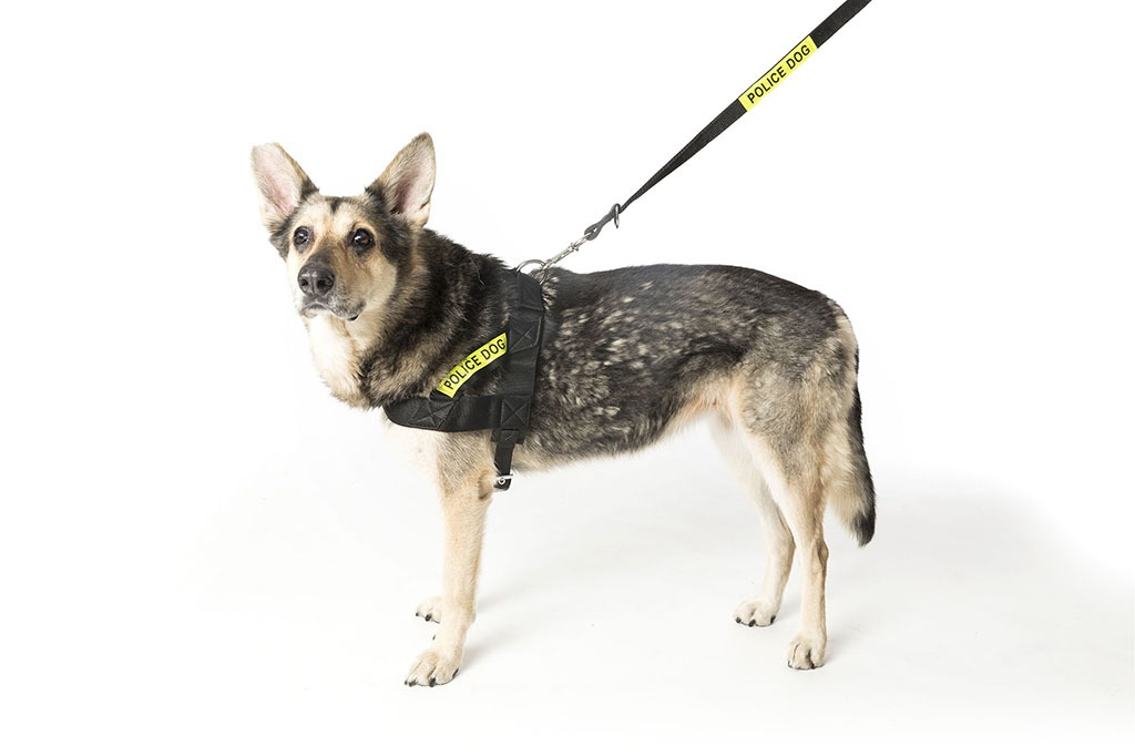 Kit Táctico De Arnés Pechera Resistente Con Correa Perros