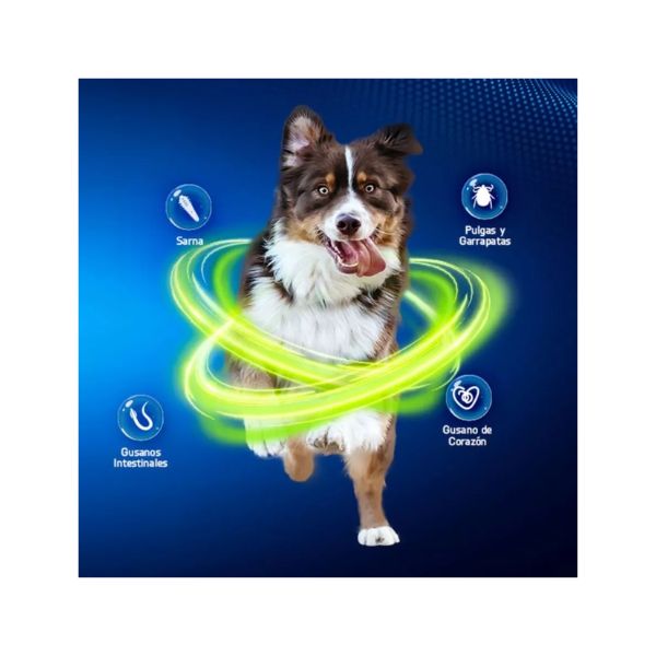 NEXGARD SPECTRA 15.1 - 30 KG L 3TABLETAS MASTICABLE (MORADO)