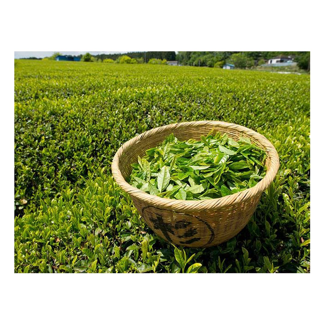 Té Verde Premium A Granel 1 Kilo Marca mi granero 