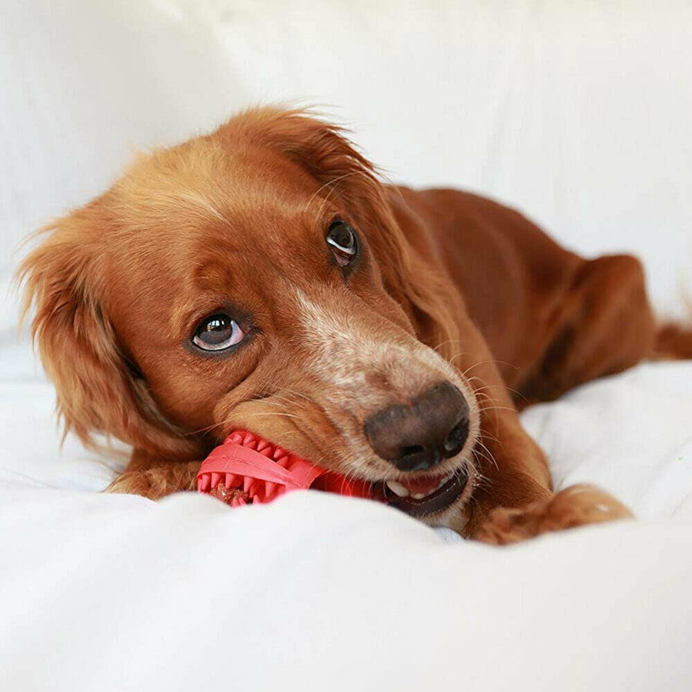 Pack 3 Juguetes para Limpiar los Dientes - AJR - Pelota Perro Indestructible, Goma No Tóxica