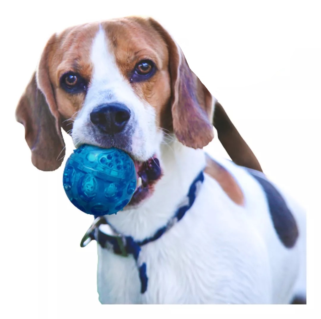 Juguete Pelota Plástico Flexible Grande C/ Sonido Fancy Pets