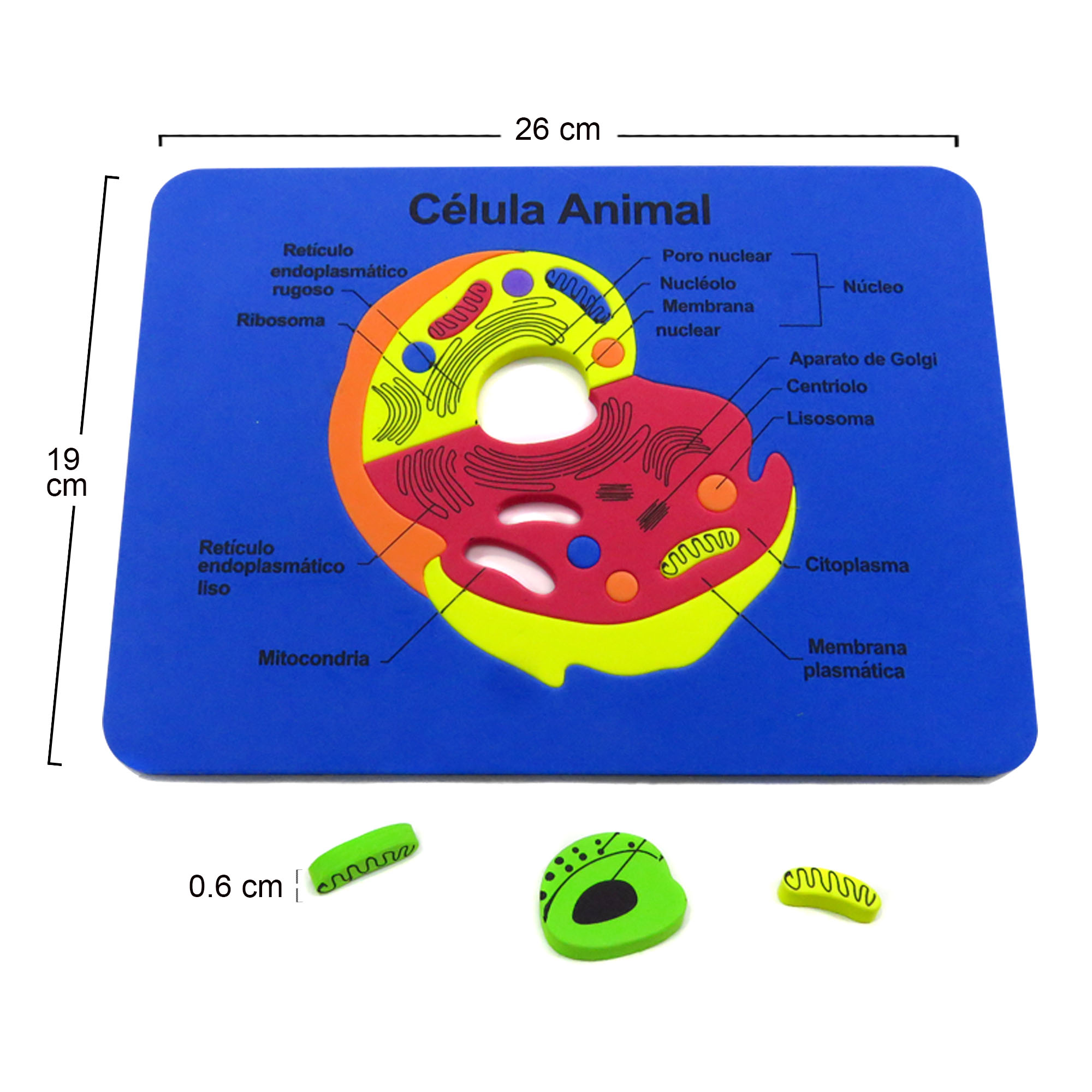 Tabla didactica de Foamy Célula Animal para niños infantiles buen regalo juego educativo aprendizaje