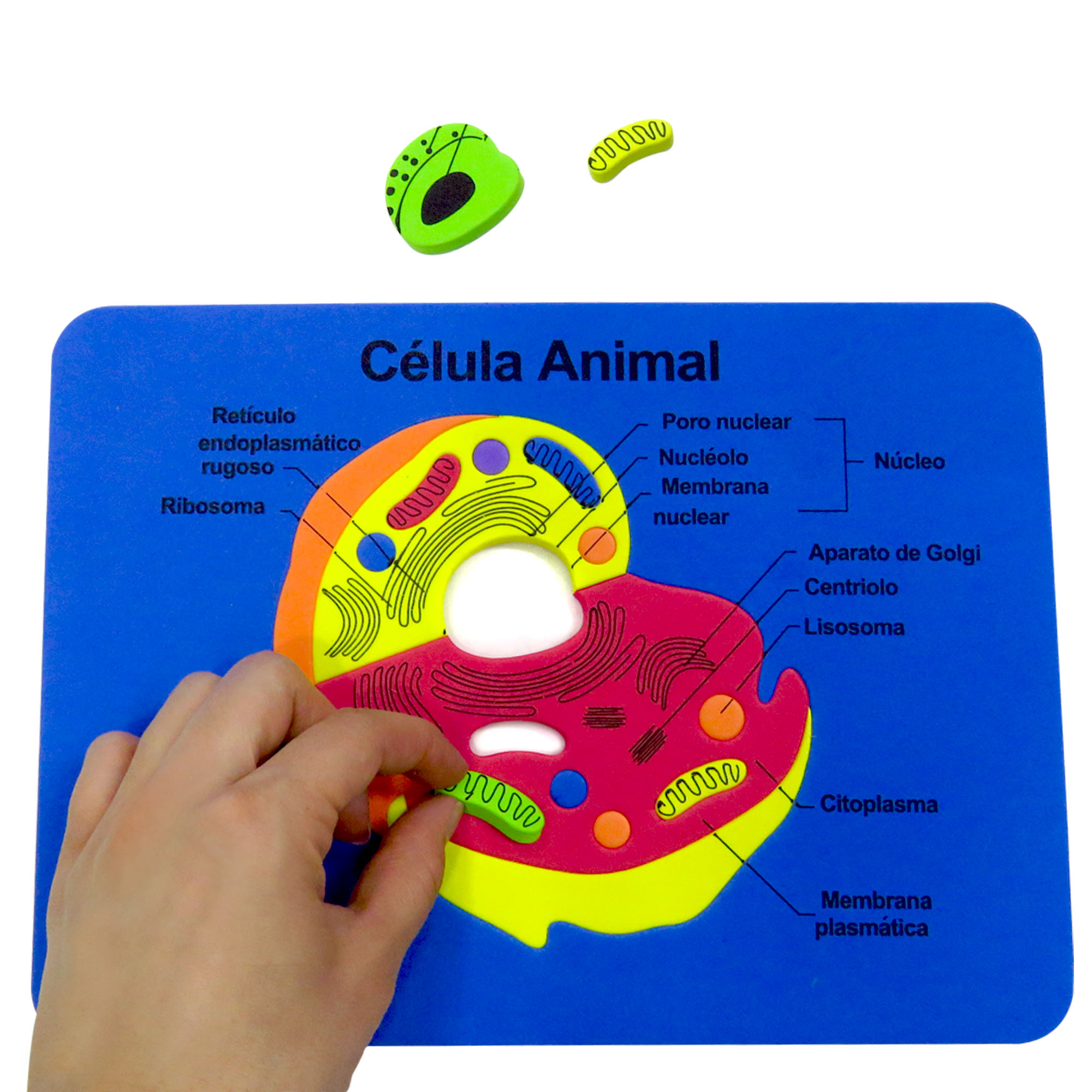 Tabla didactica de Foamy Célula Animal para niños infantiles buen regalo juego educativo aprendizaje