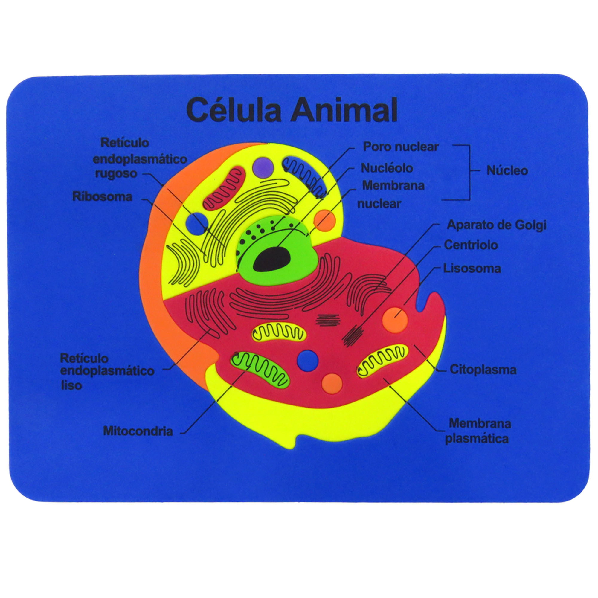 Tabla didactica de Foamy Célula Animal para niños infantiles buen regalo juego educativo aprendizaje