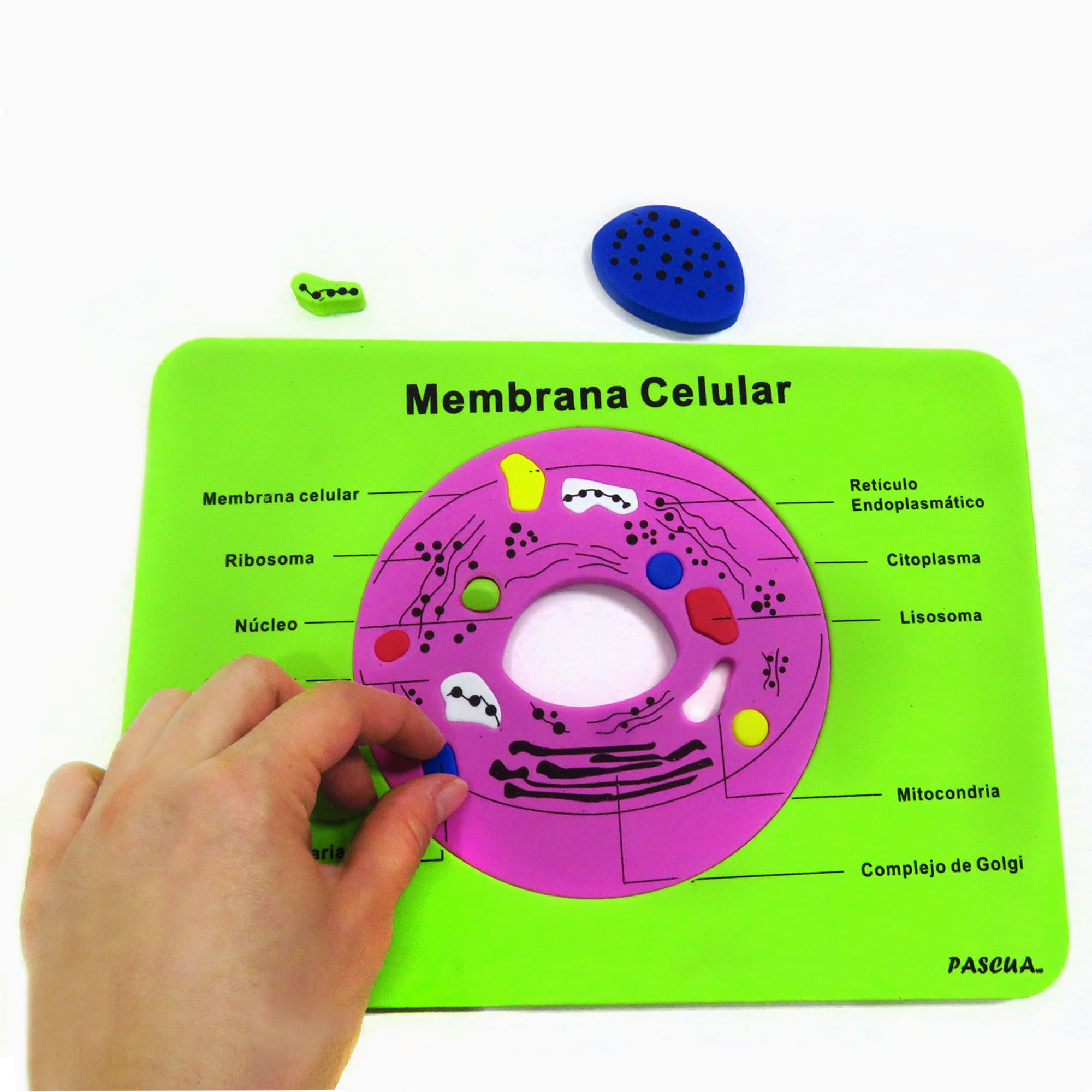 Tabla didactica de Foamy Membrana Celular para niños juego educativo aprendizaje escuela primaria