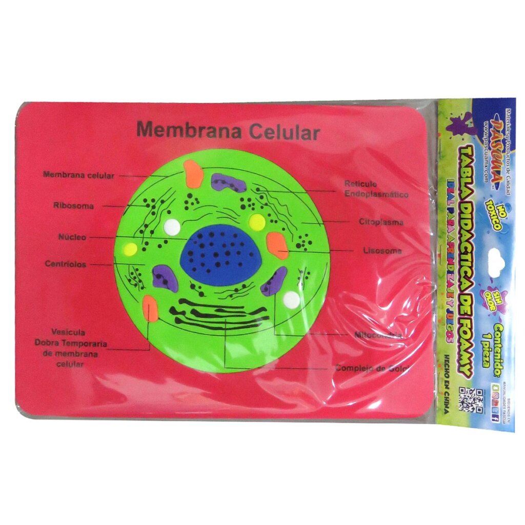 Tabla didactica de Foamy Membrana Celular para niños juego educativo aprendizaje escuela primaria