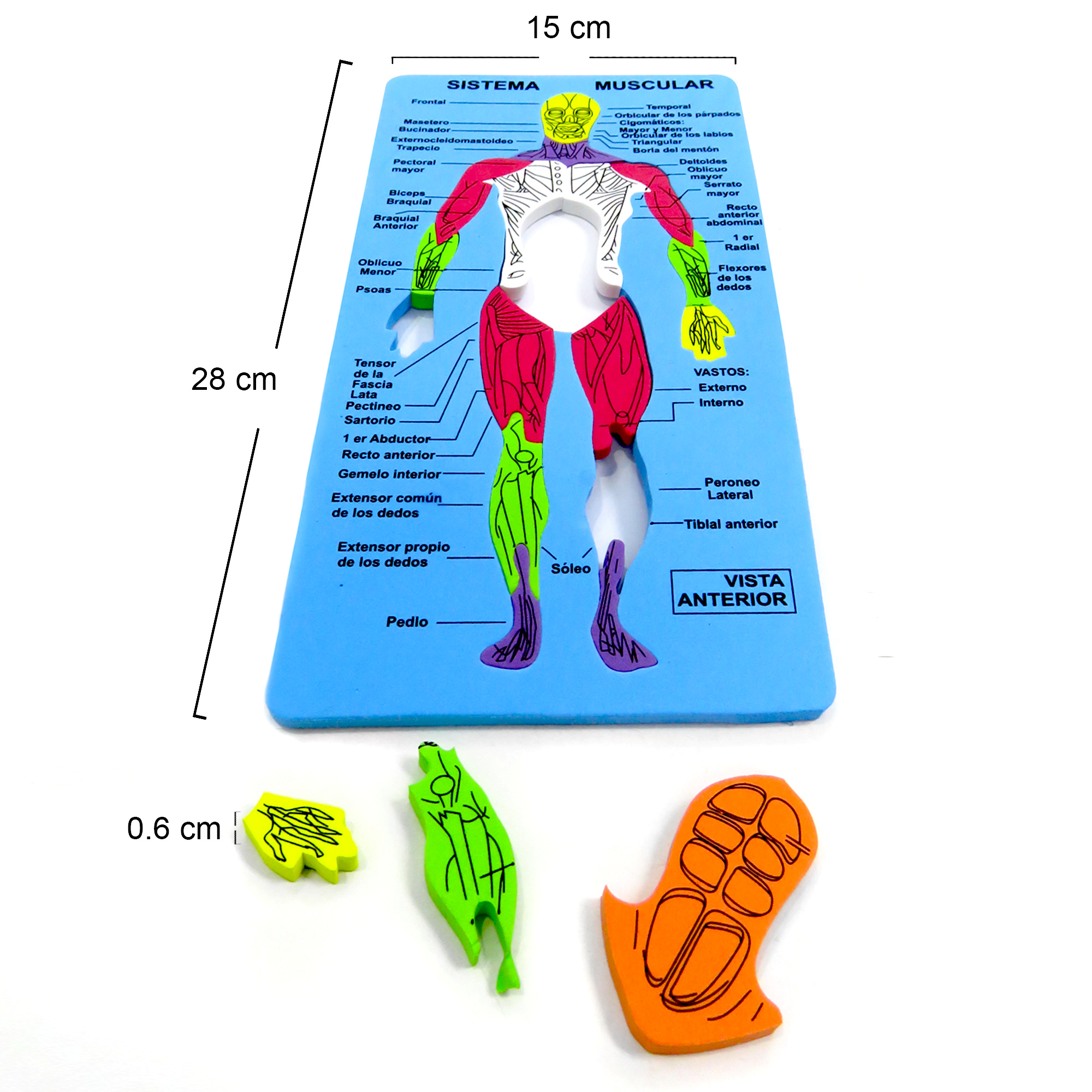 Tabla didactica de Foamy Sistema Muscular para niños juego educativo aprendizaje escuela primaria