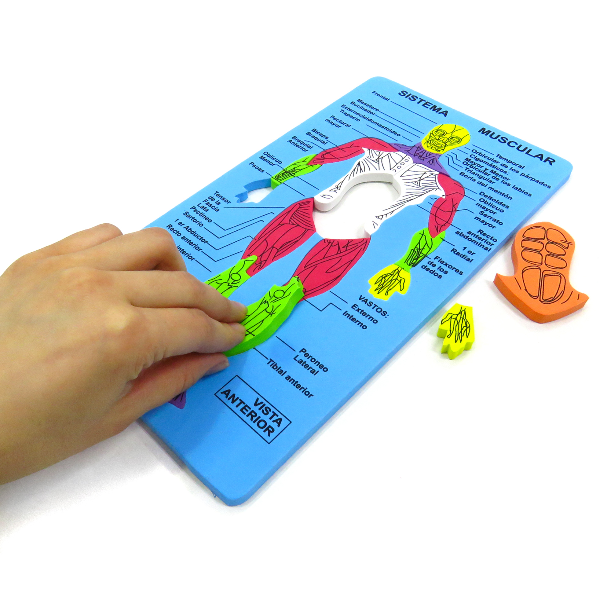 Tabla didactica de Foamy Sistema Muscular para niños juego educativo aprendizaje escuela primaria