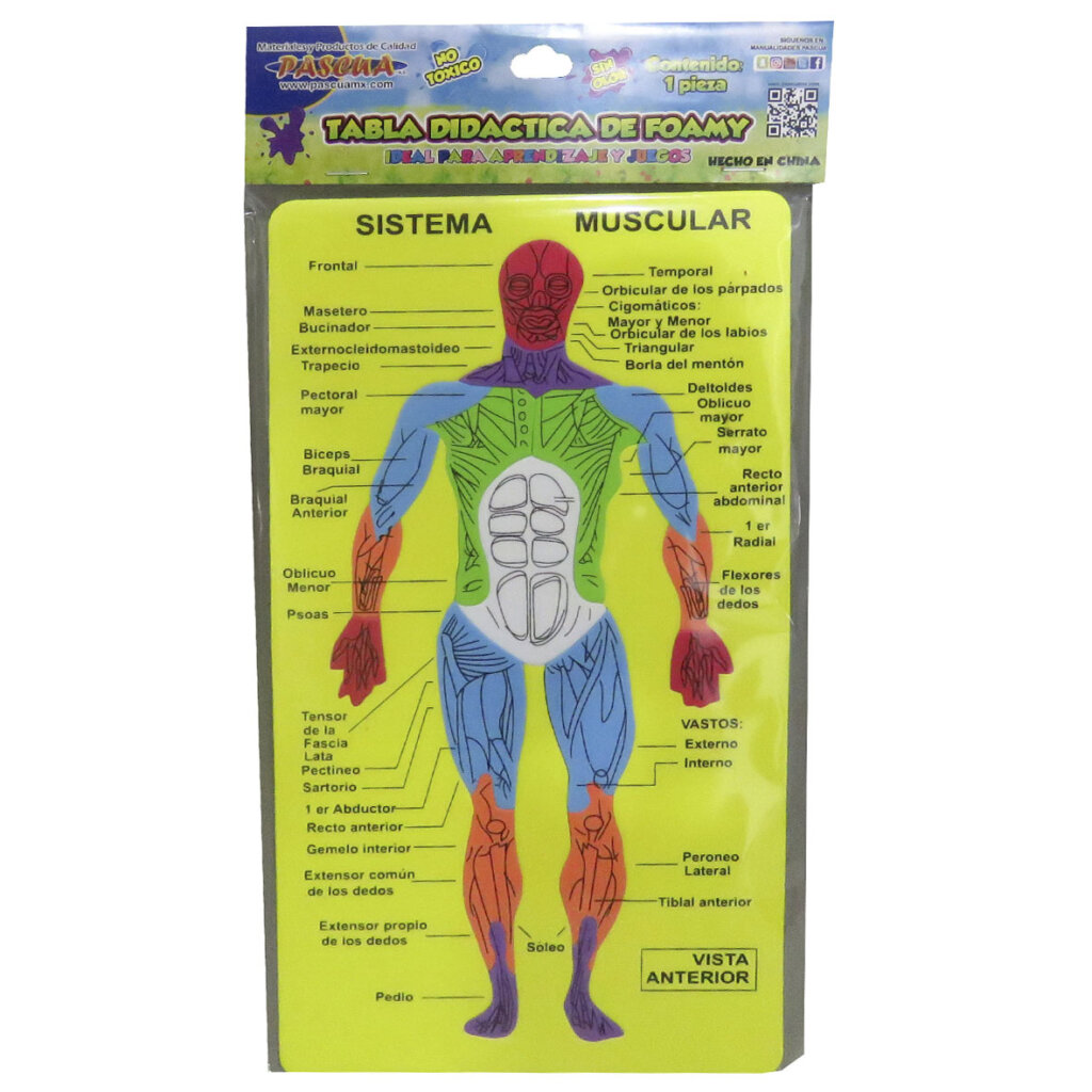 Tabla didactica de Foamy Sistema Muscular para niños juego educativo aprendizaje escuela primaria