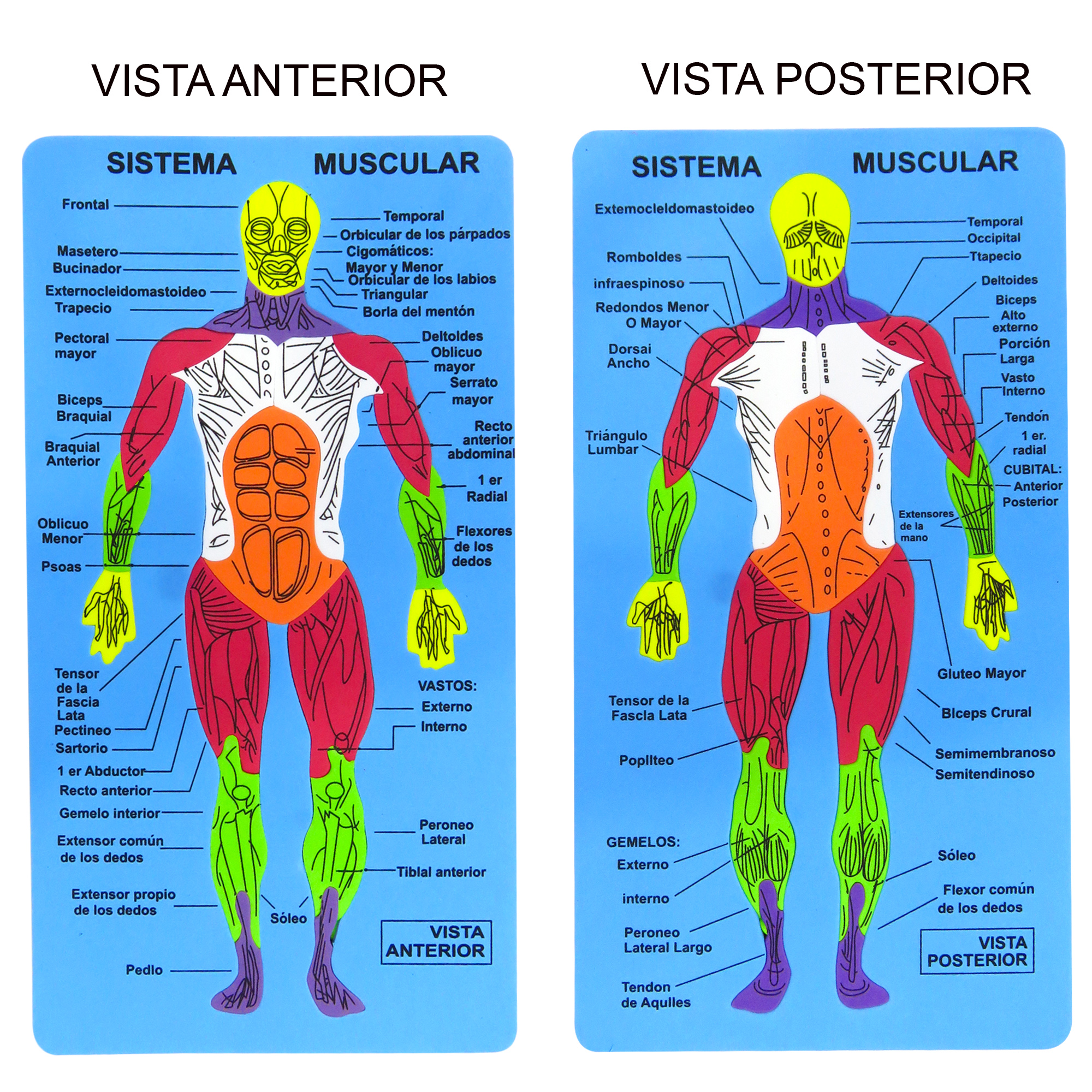 diagrama muscular para niños