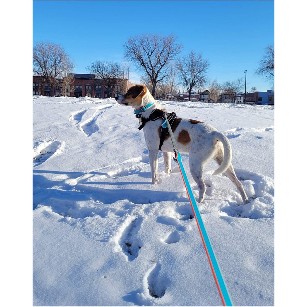 Correa Urbana para Perro AIR BLUE Azul Ollydog