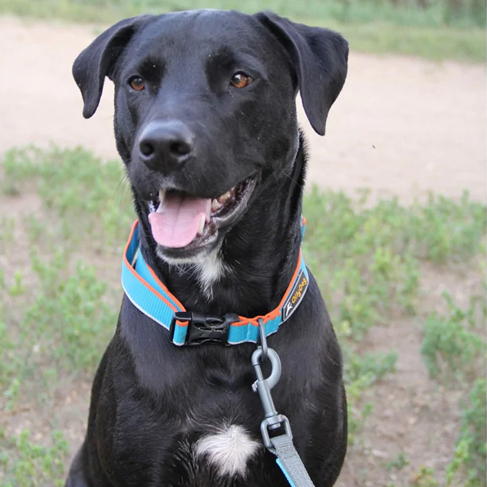 Correa Urbana para Perro AIR BLUE Azul Ollydog