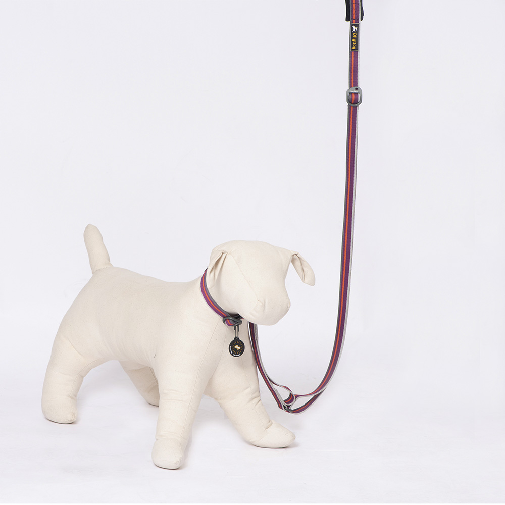 Correa Urbana para Perro WILD ASTER Violeta Ollydog