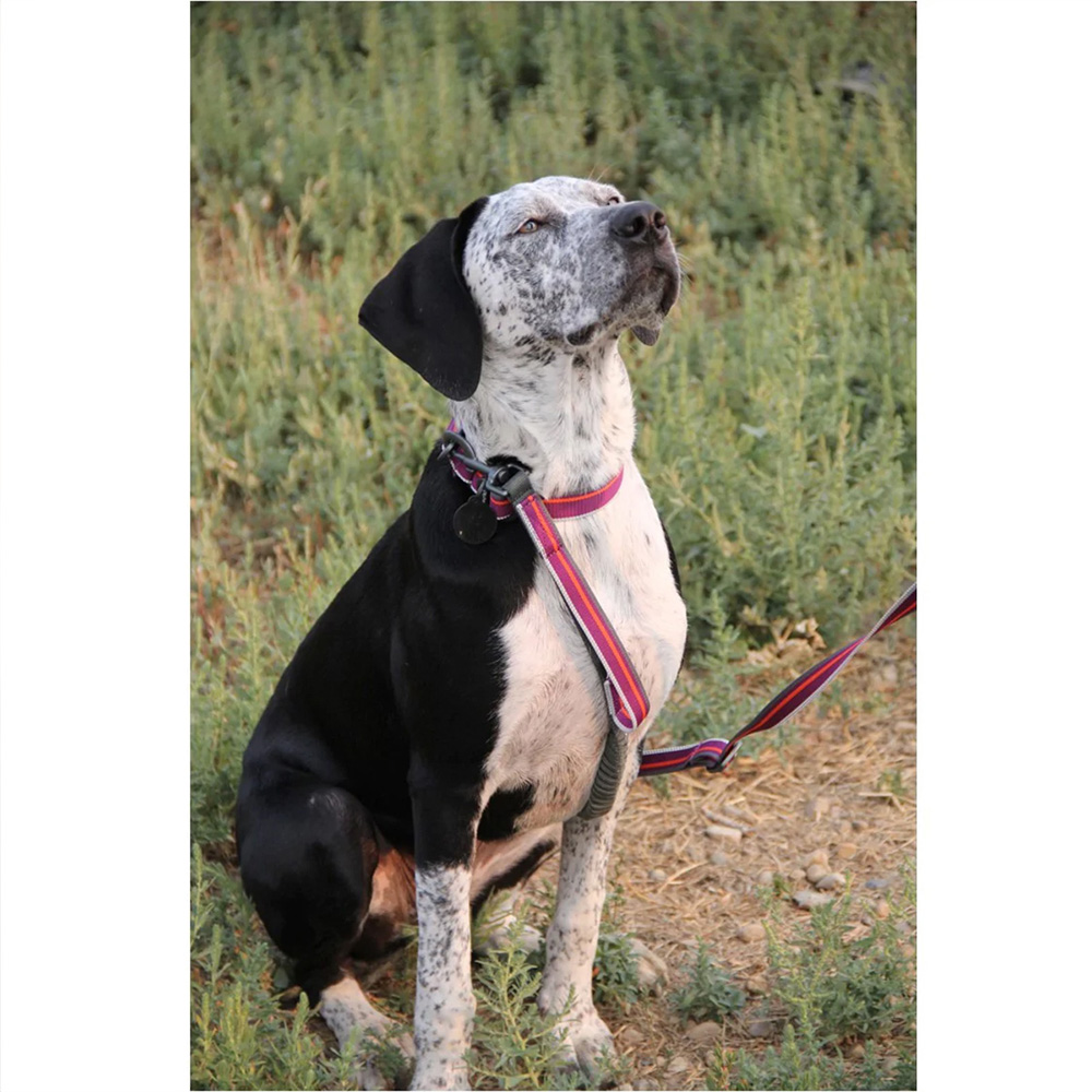 Correa Urbana para Perro WILD ASTER Violeta Ollydog