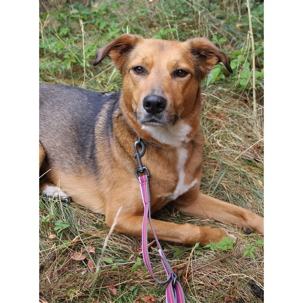 Correa Urbana para Perro WILD ASTER Violeta Ollydog