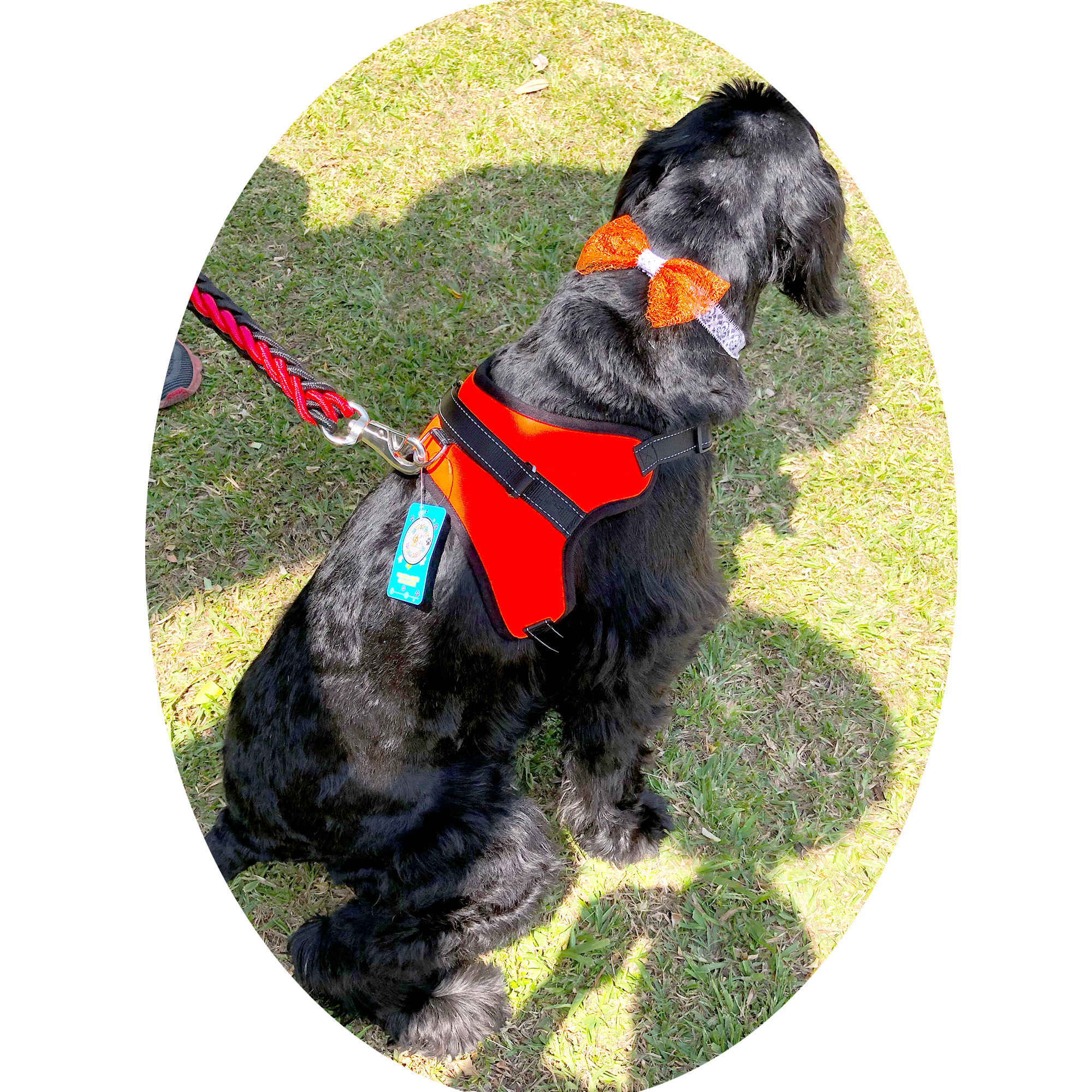 Arnés para Perro pechera de seguridad reflejante Ajustable Naranja .