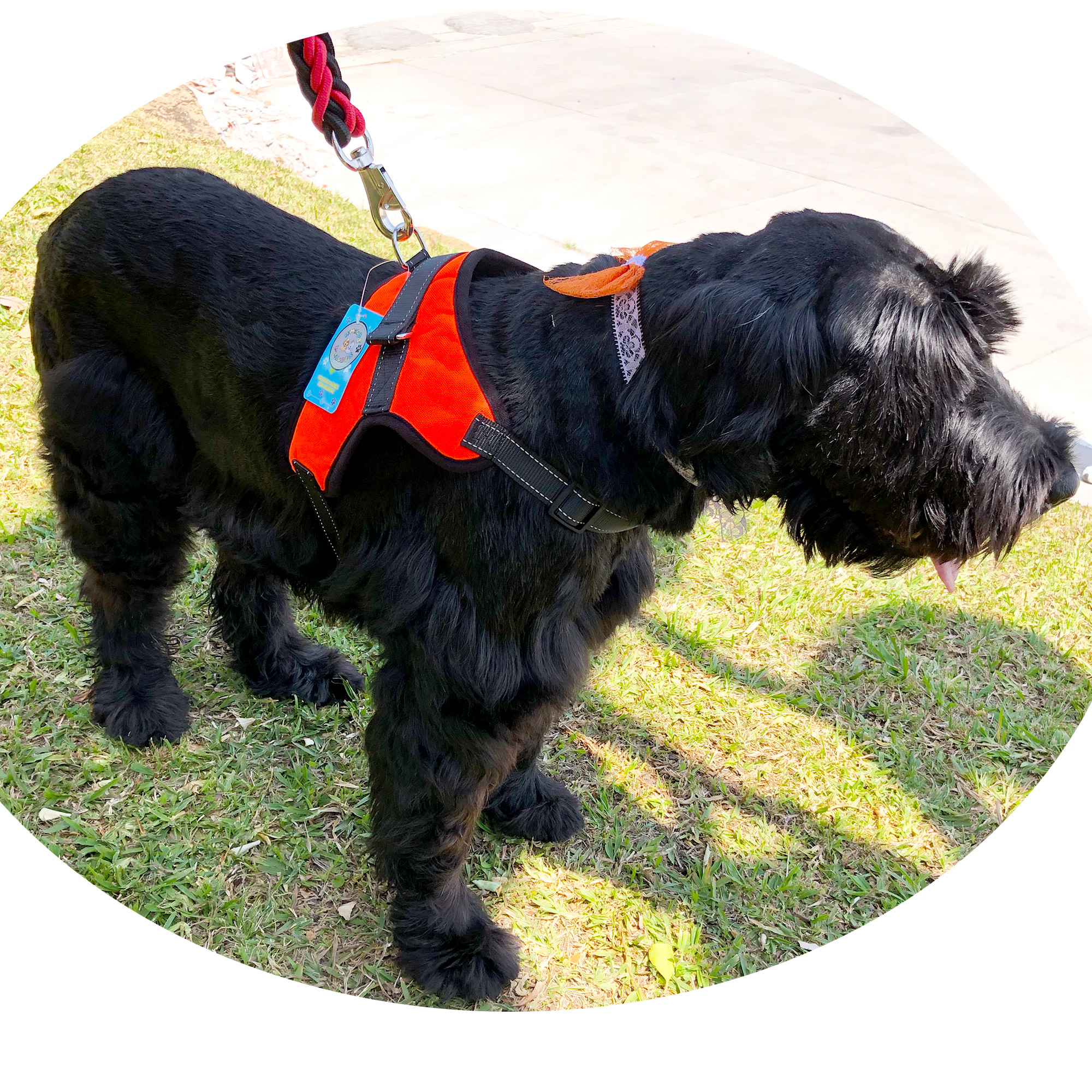 Arnés para Perro pechera de seguridad reflejante Ajustable Naranja .