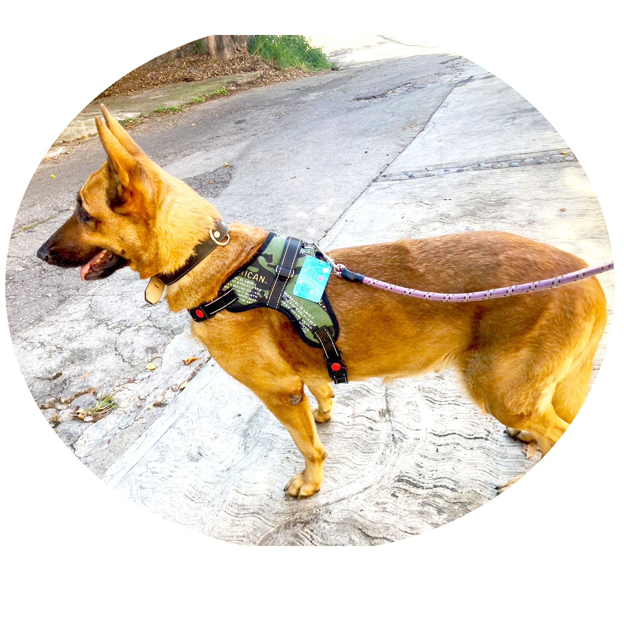 Arnés para Perro pechera de seguridad reflejante Ajustable Verde Militar.