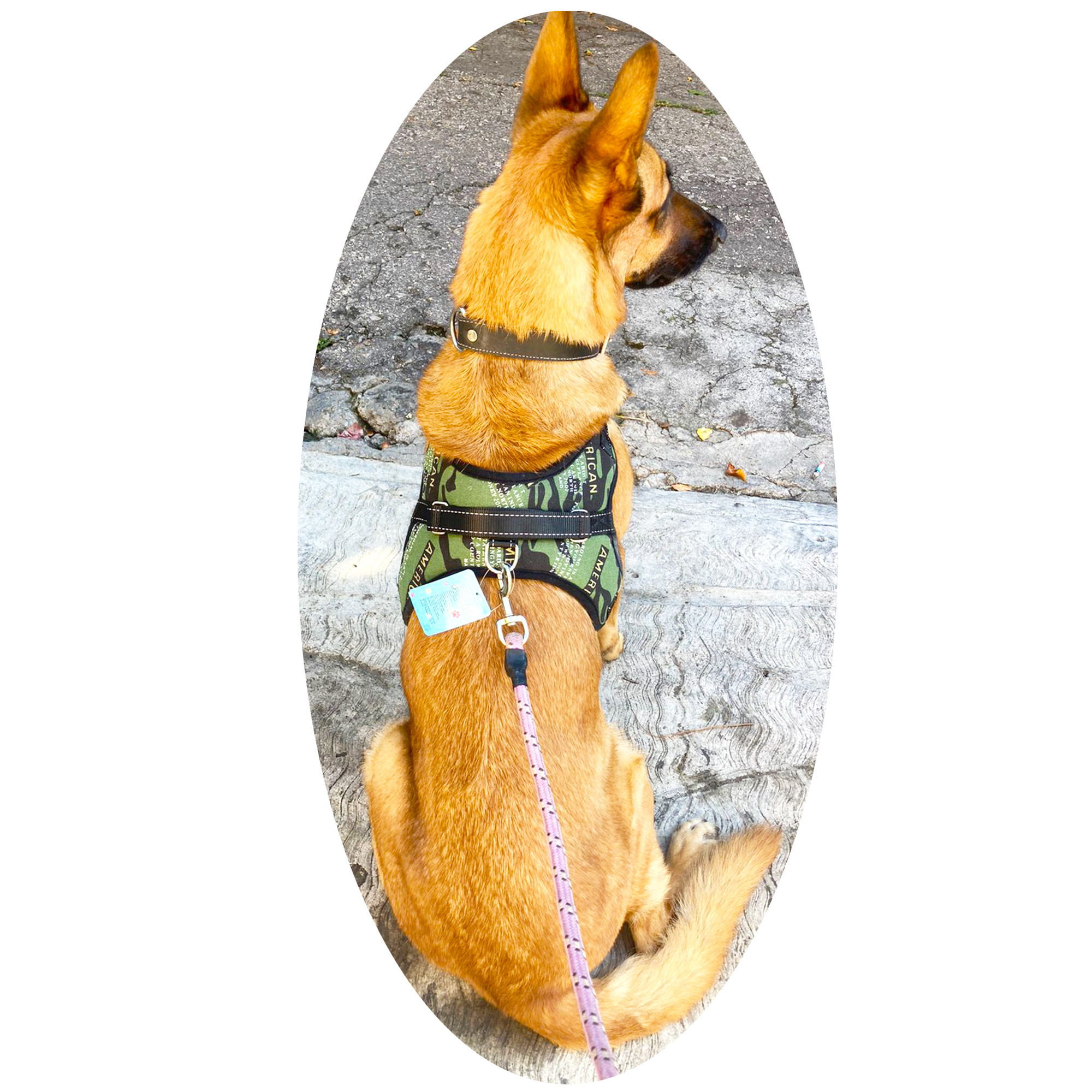 Arnés para Perro pechera de seguridad reflejante Ajustable Verde Militar.