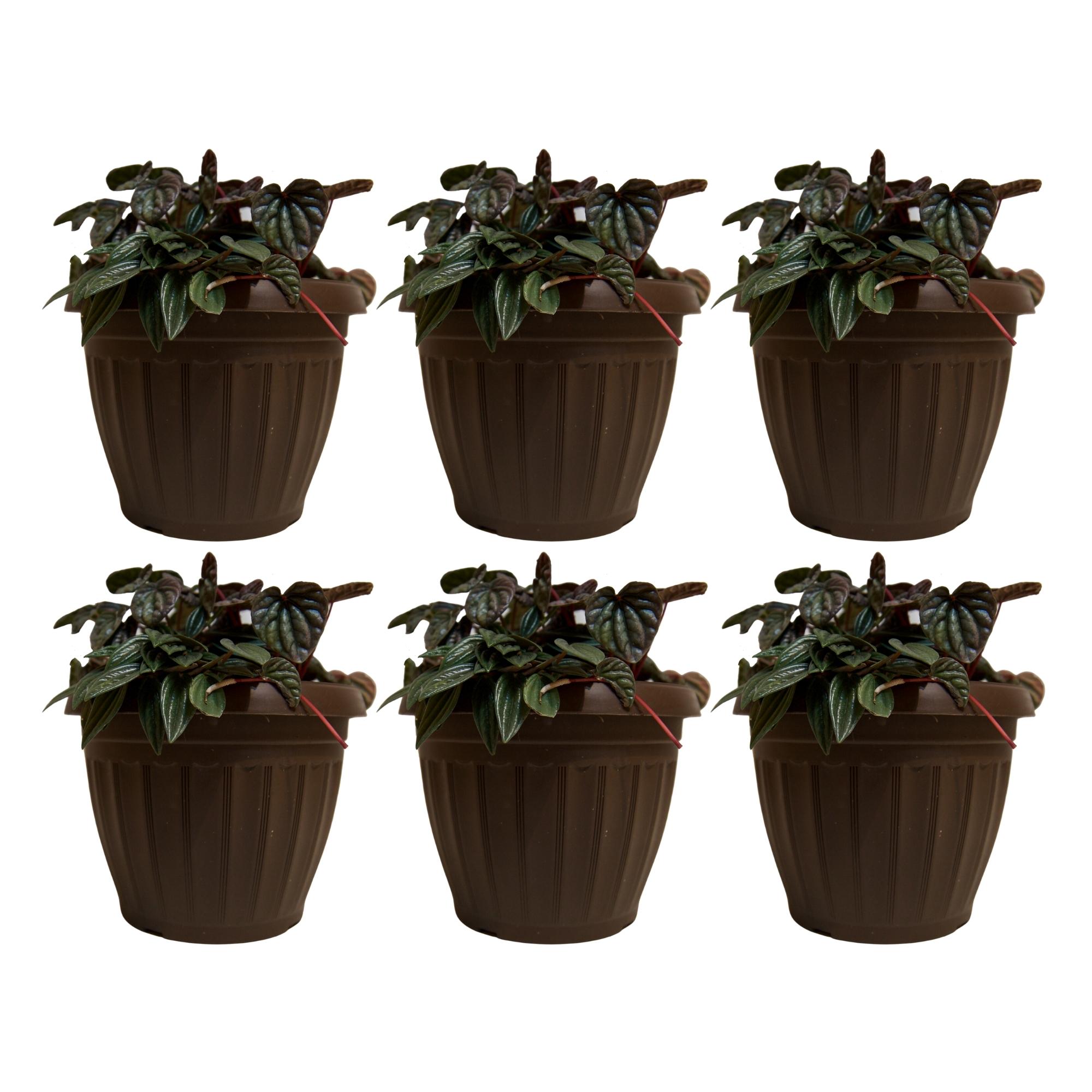Maceta Romana Decorativa Pequeña Plástico Rígido 6 Piezas