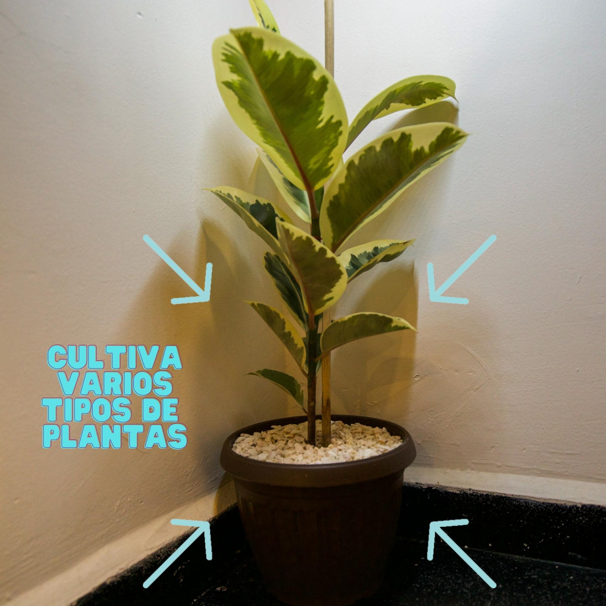Maceta Romana Decorativa Pequeña Plástico Rígido 6 Piezas