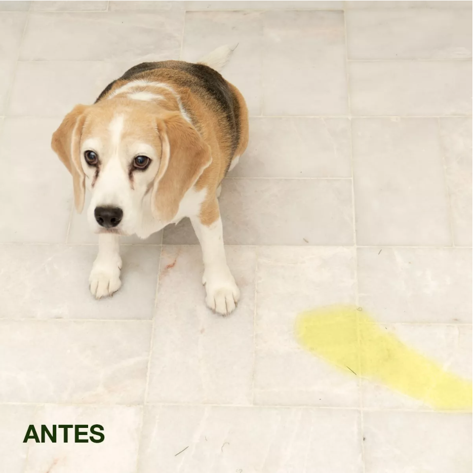 Tapete De Perro Entrenador Para Ir Al Baño.