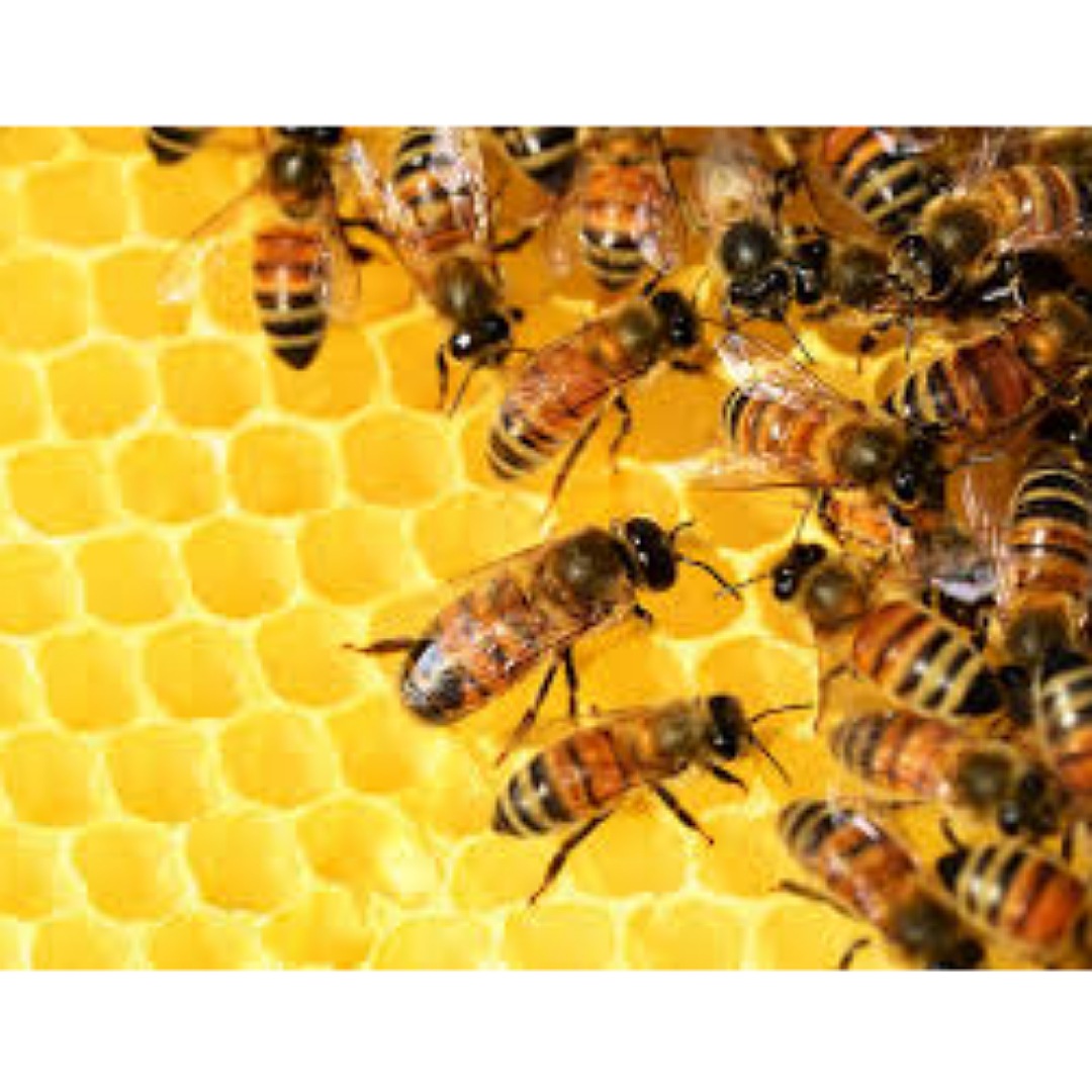 Origen Sano | Miel de Abeja Natural en Polvo | Miel de Abeja Deshidratada | 270 g | 1 pz