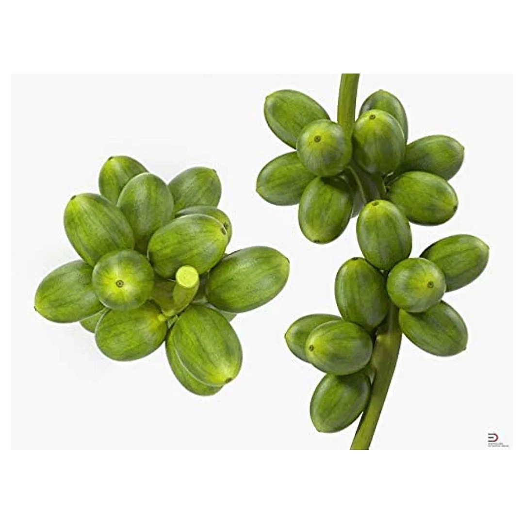 Café Verde en polvo 180 Cápsulas (2 Frascos de 90 Cápsulas Vegetales de 500 mg CAFE VERDE) | SuperVida Nutrition - Suplementos 100% Naturales