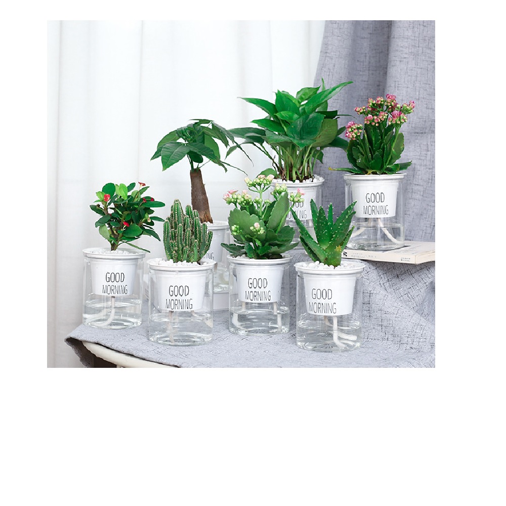 Maceta Chica de Auto Riego. Oficina. Planta pequeña Comestible para Cocina, Etc.