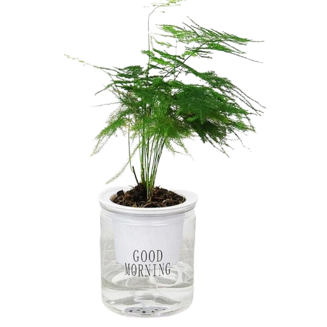 Maceta Chica de Auto Riego. Oficina. Planta pequeña Comestible para Cocina, Etc.