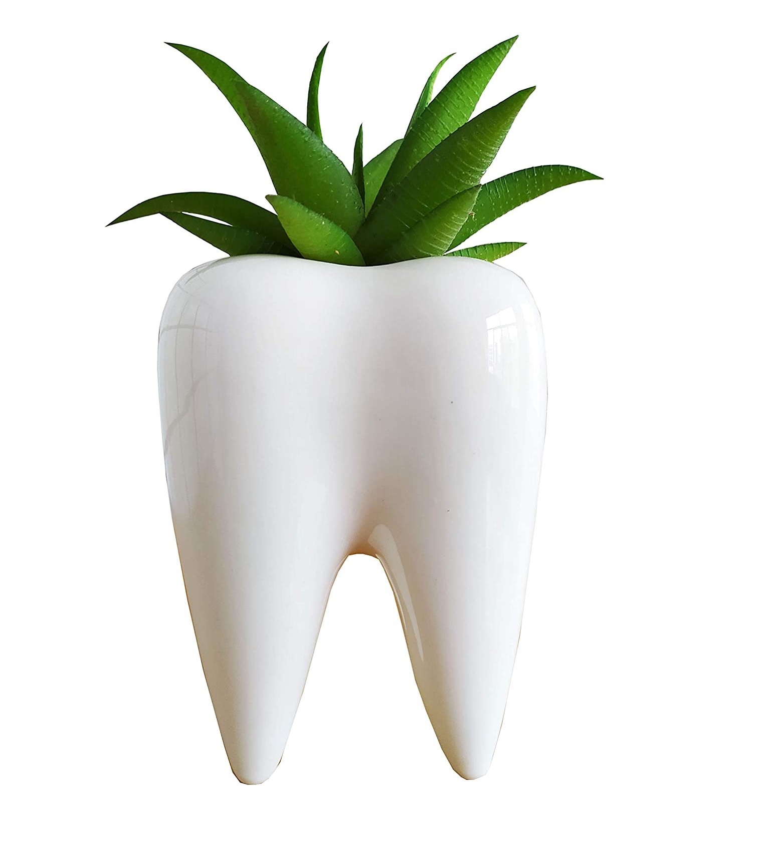 Maceta de Cerámica en forma de muela para plantas suculentas y cactus