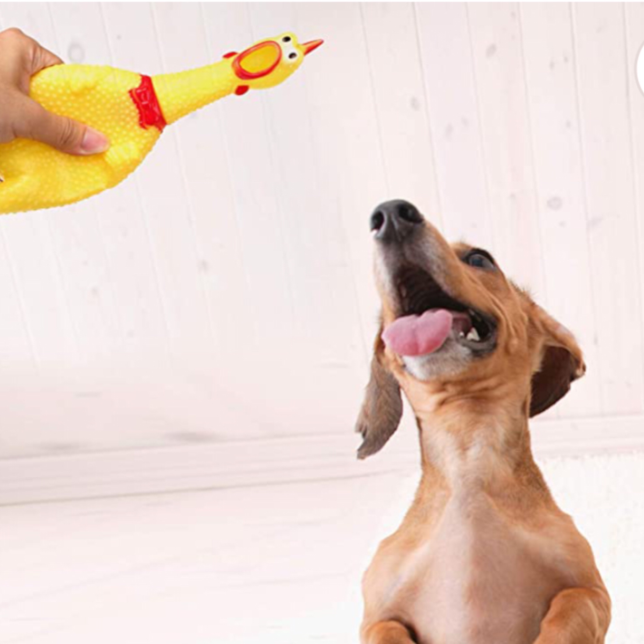 Pollo Chillon Grande Sonido Hule Apachurrable Broma