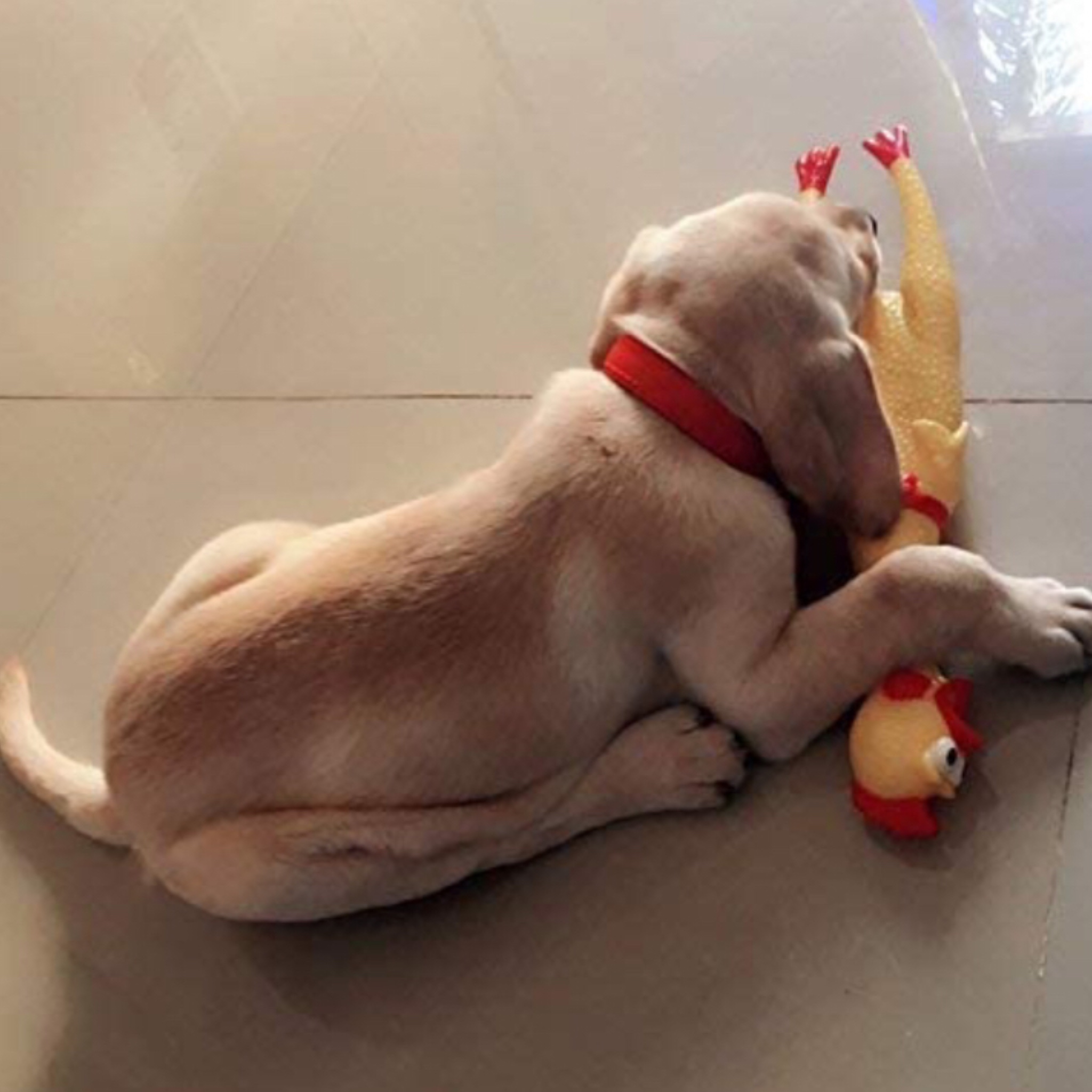 Pollo Chillon Grande Sonido Hule Apachurrable Broma