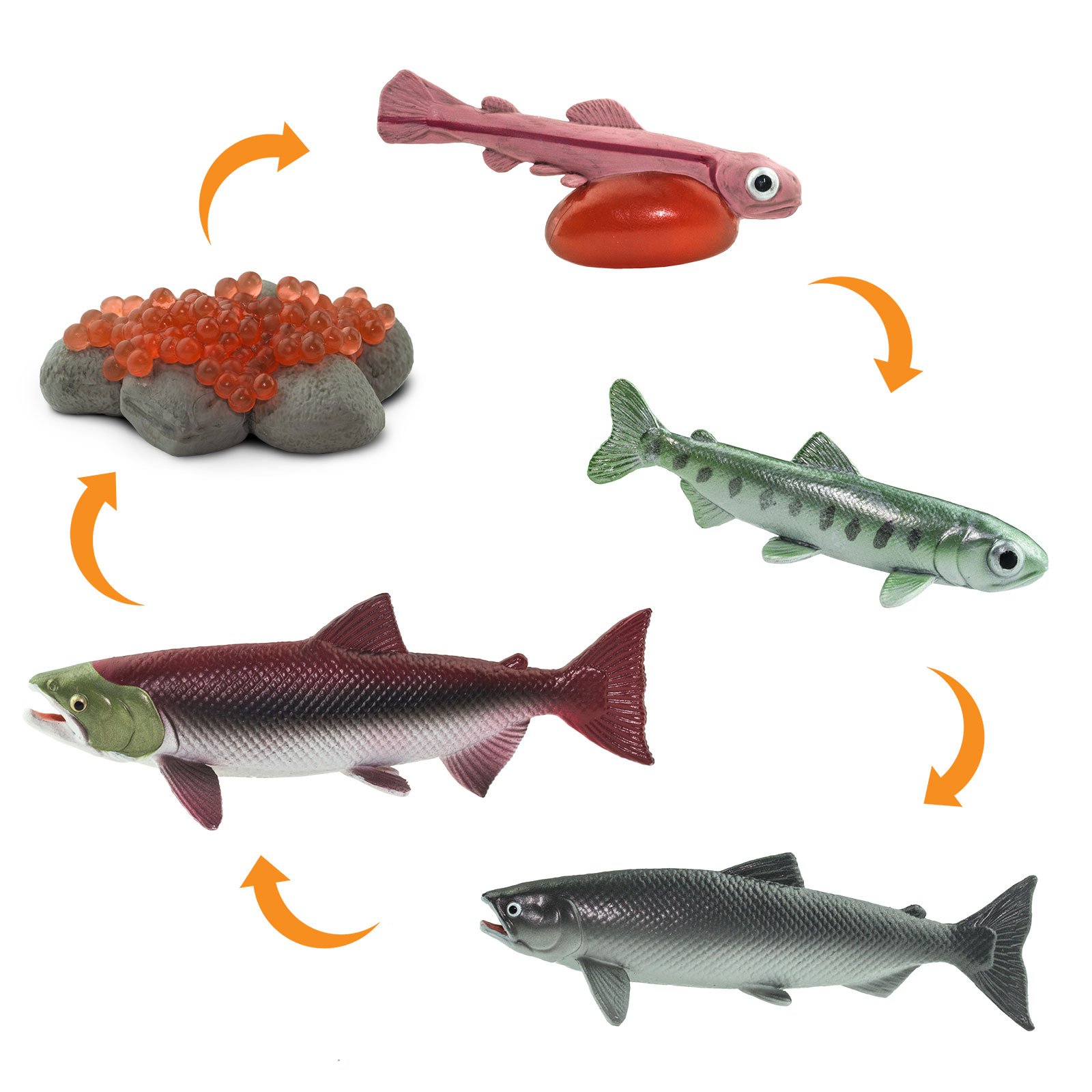 Figura Del Ciclo De La Vida Del Salmon Safari Ltd